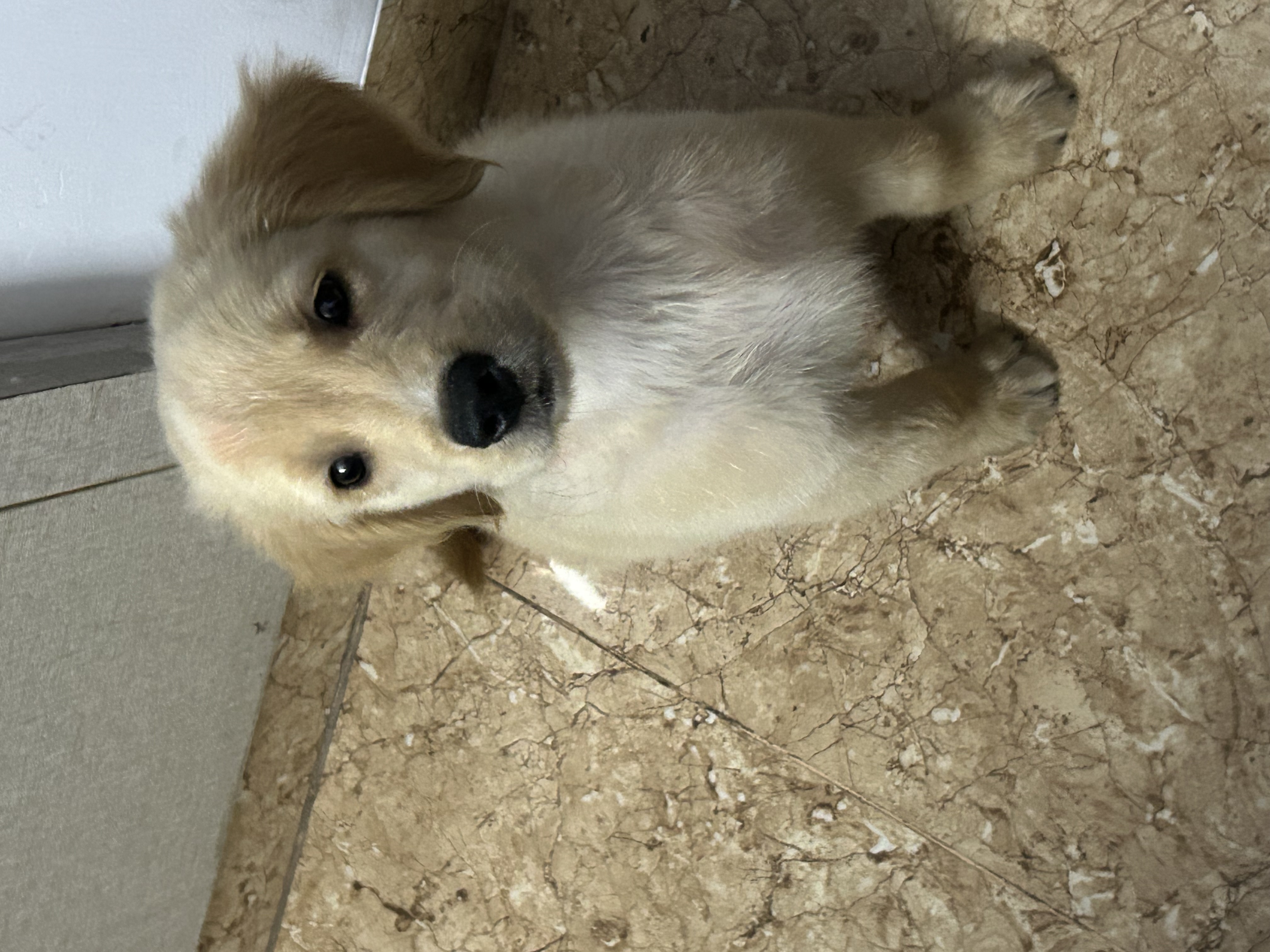 Golden retriever for sale in Ghaziabad