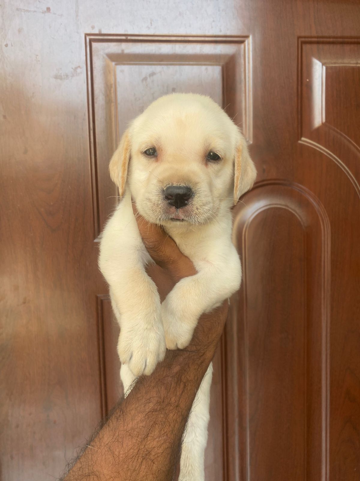 Labrador for sale in Ghaziabad