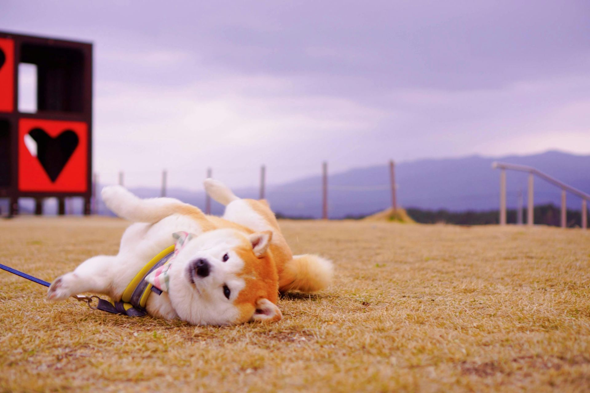 Akita Inu Puppy