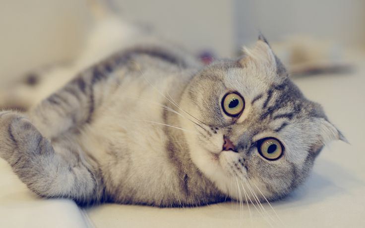 Scottish Fold Kitten by Nearby Pets IndiaScottish Fold Kitten, a Scottish Fold Kitten in Coimbatore
