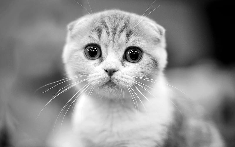 Scottish Fold | Chincila Variations in Bagalkote