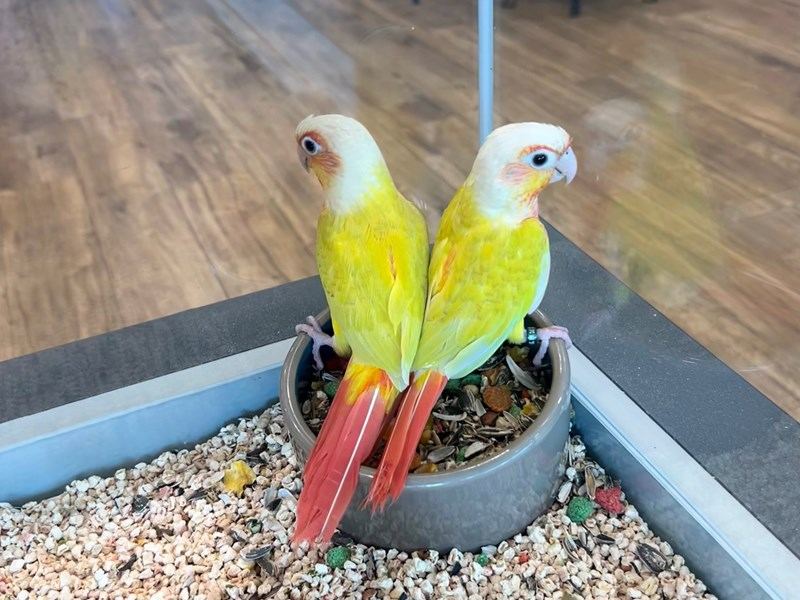 Photo of Sun Cheek Conure, a healthy Sun Cheek Conure available in Mohali