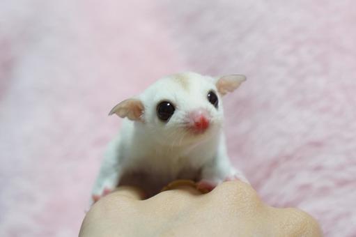 Related healthy Sugar Glider | White (Lucy) named Sugar Glider | White (Lucy) in Mumbai