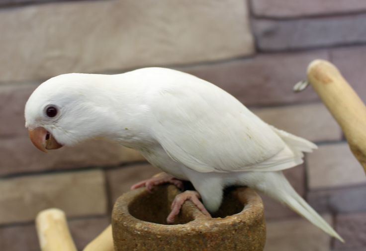 Related healthy Albino Monk named Albino Monk | Nearby Pets India in Bangalore