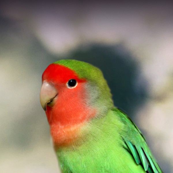 Photo of African Love Birds Peach Face, a healthy African Love Birds | Peach Face available in Gurgaon