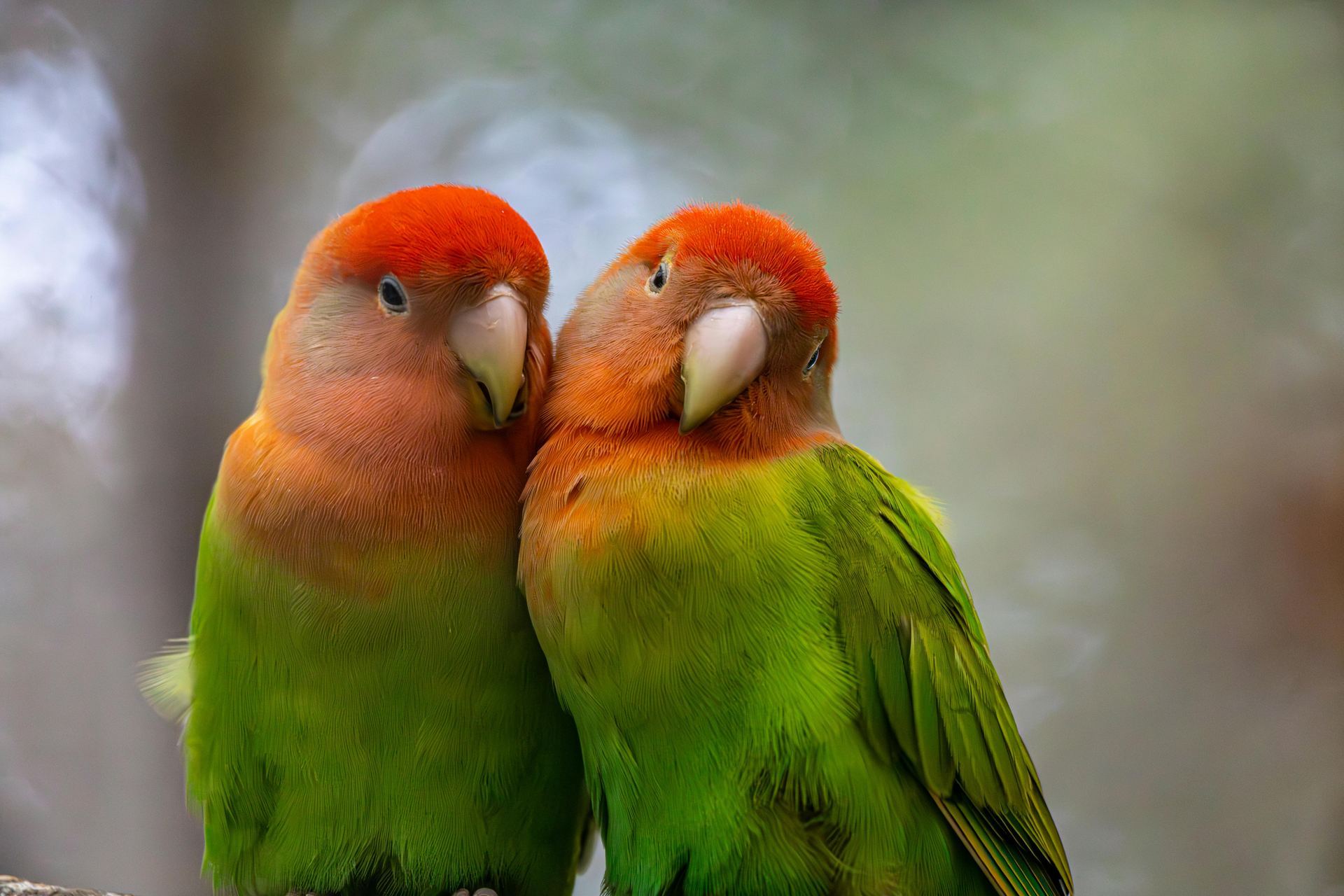 Photo of African Love Birds, a healthy African Love Birds available in Mohali