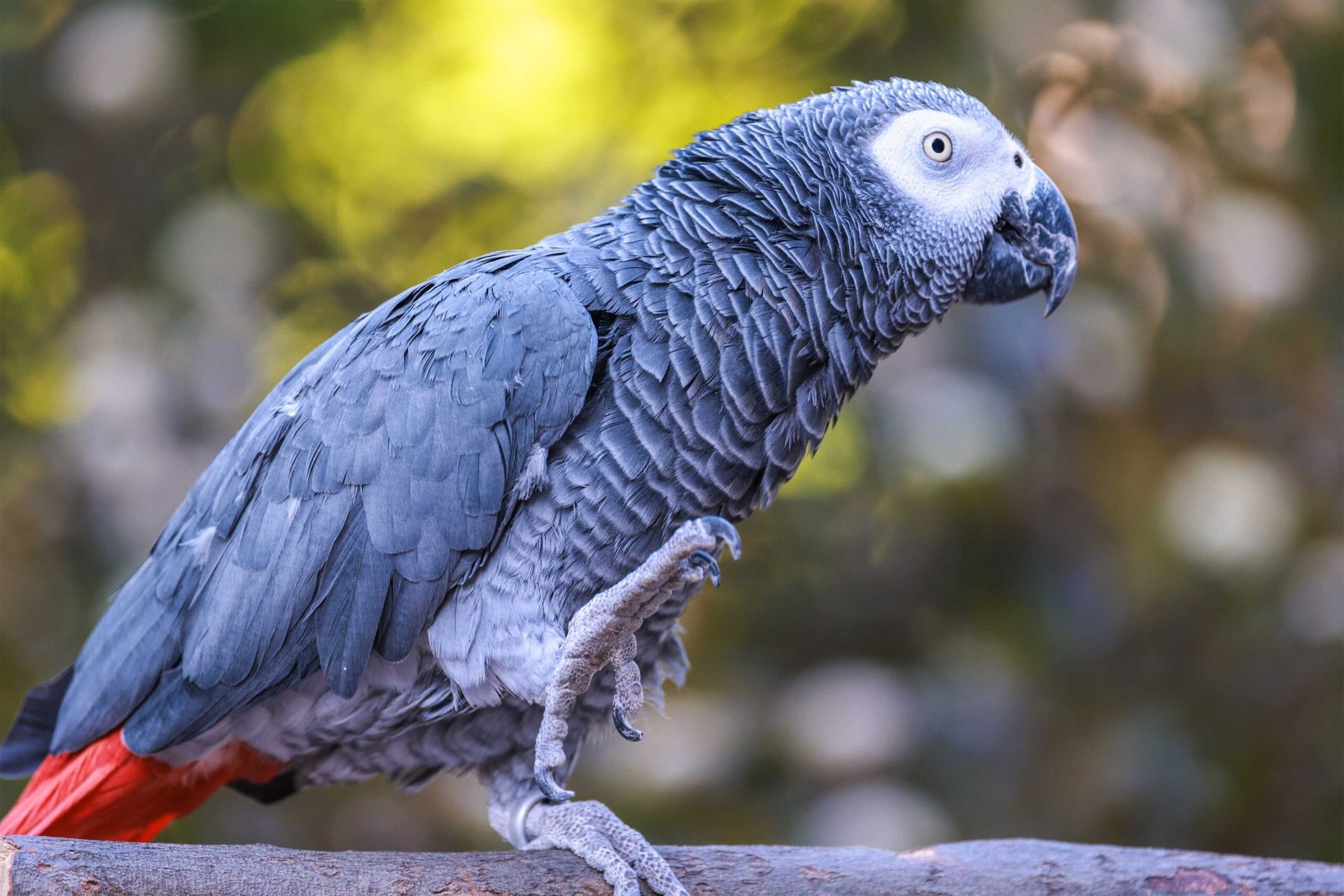 Photo of African Grey Parrot, a healthy African Grey Parrot available in Mohali
