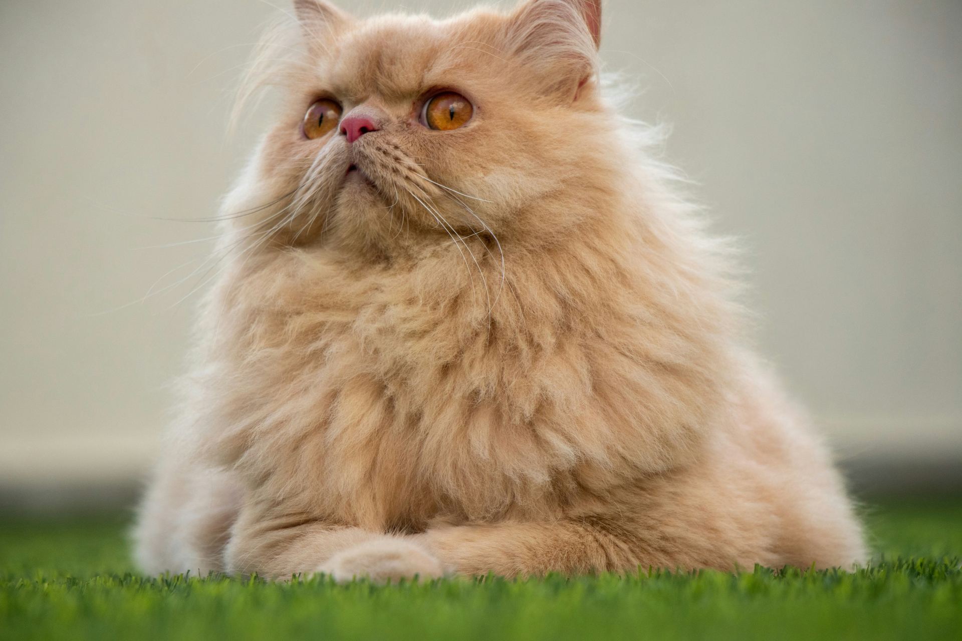 P - Persian Kitten (Punch Face) (Cats & Kittens)Persian Kitten (Punch Face), a Persian Kitten (Punch Face) in Kharar