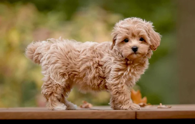 Maltipoo Puppy