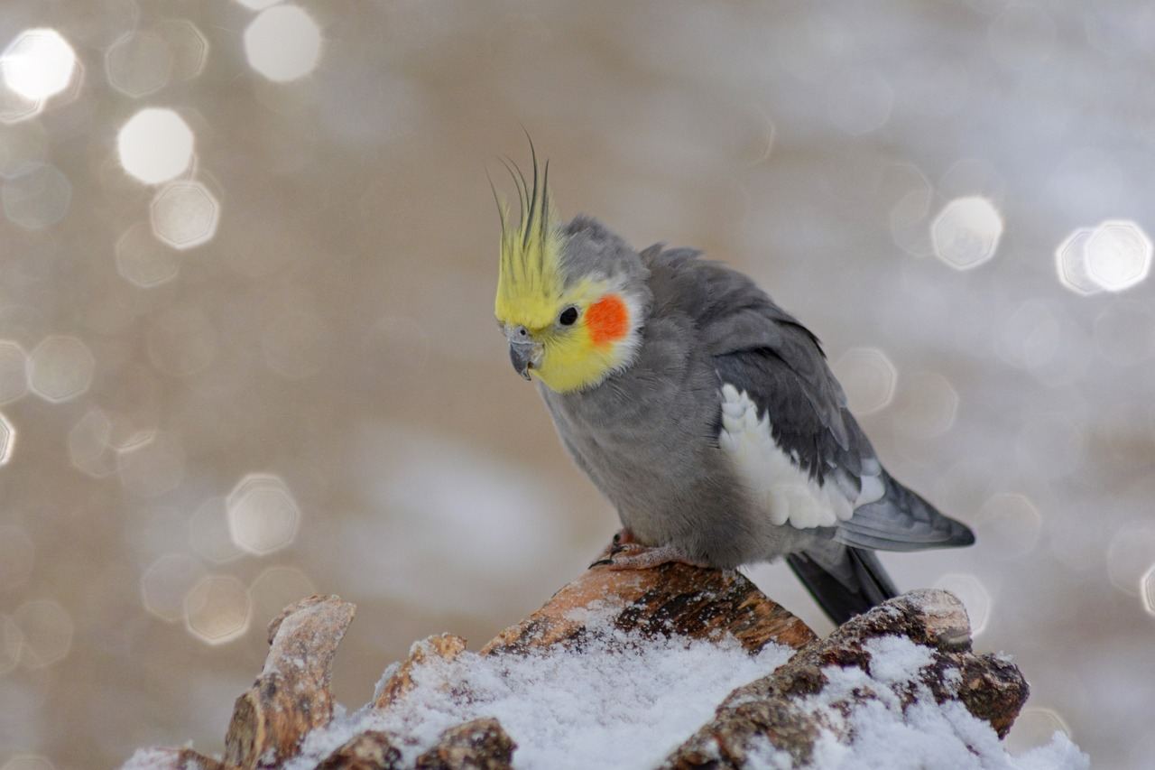 Photo of Grey Cockatiel, a healthy Cockatiel | Grey available in Gurgaon