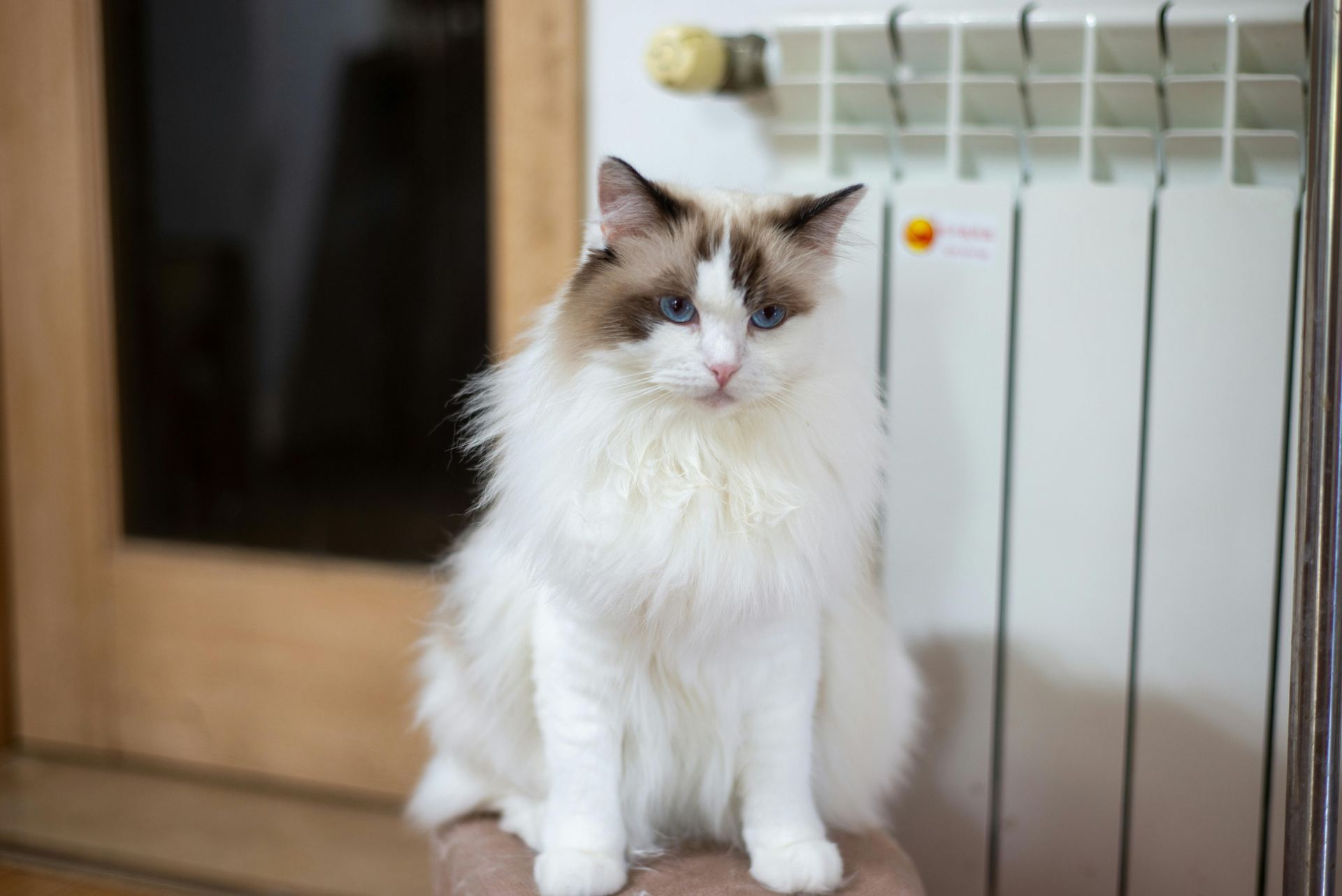 Ragdoll Kitten - Ragdoll Kitten - in MohaliRagdoll Kitten, a Ragdoll Kitten in Mohali