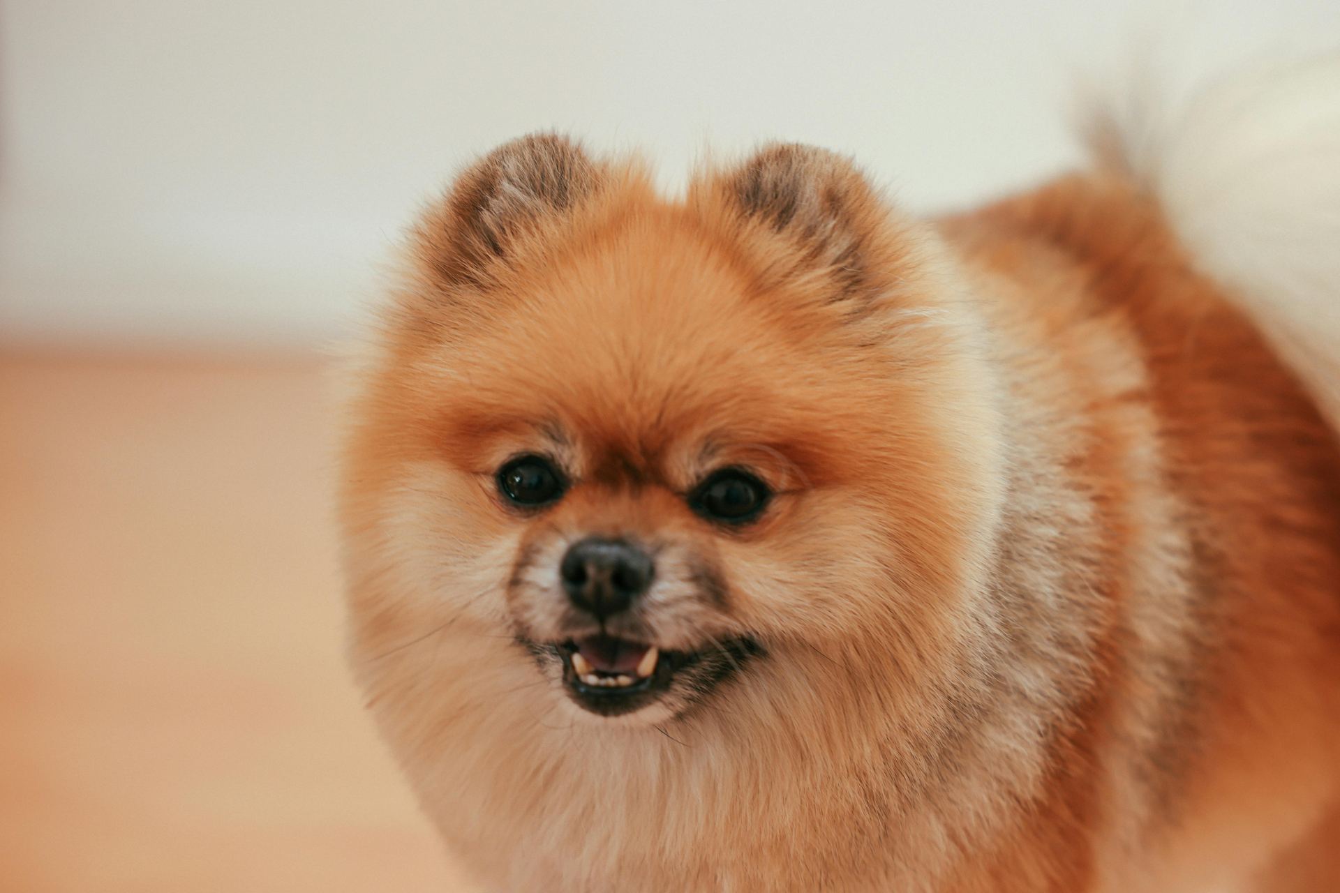 Culture Pom Puppy | Orange Color - Culture Pom Puppy | Orange Color