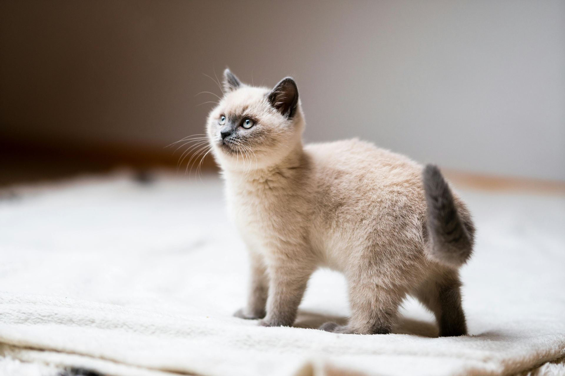 Himalayan Kitten - Himalayan Kitten (Cats & Kittens) - in MohaliHimalayan Kitten, a Himalayan Kitten in Mohali