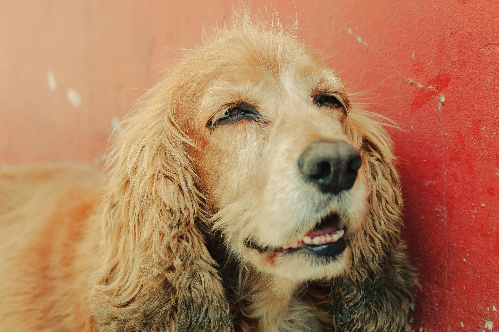 Cocker Spaniel Puppy | Brown Color - Cocker Spaniel Puppy | Brown Color