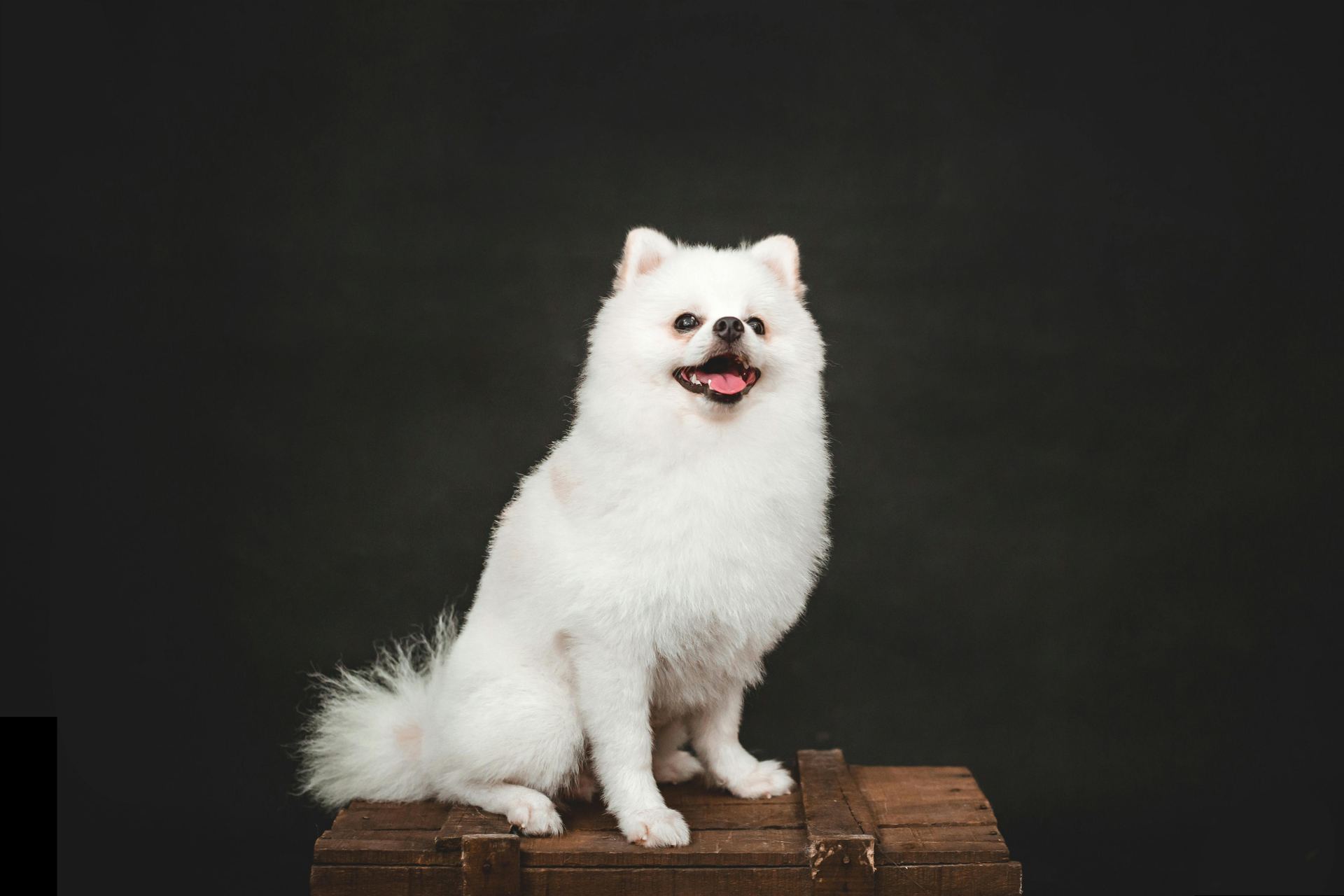 Culture Pom Puppy | White Color - Culture Pom Puppy | White Color
