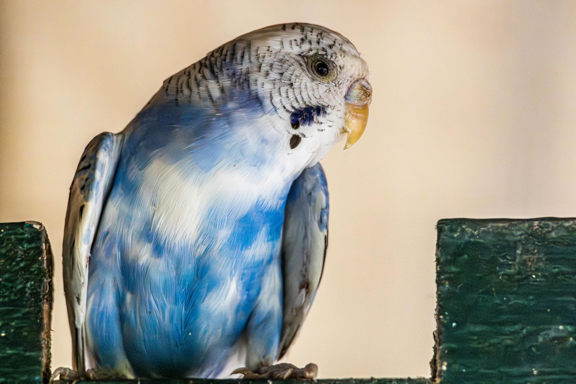 Photo of Budgies & Chicks and Adults, a healthy Budgies available in Bhopal