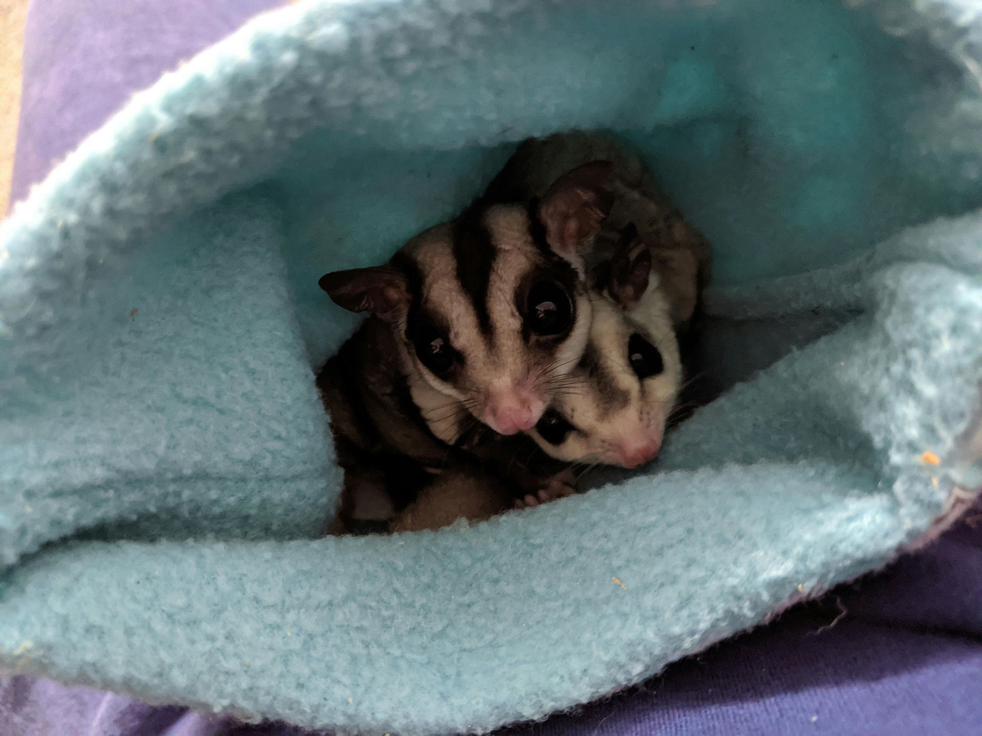 Photo of Sugar Glider | Grey, a healthy Sugar Glider | Grey available in Bengaluru