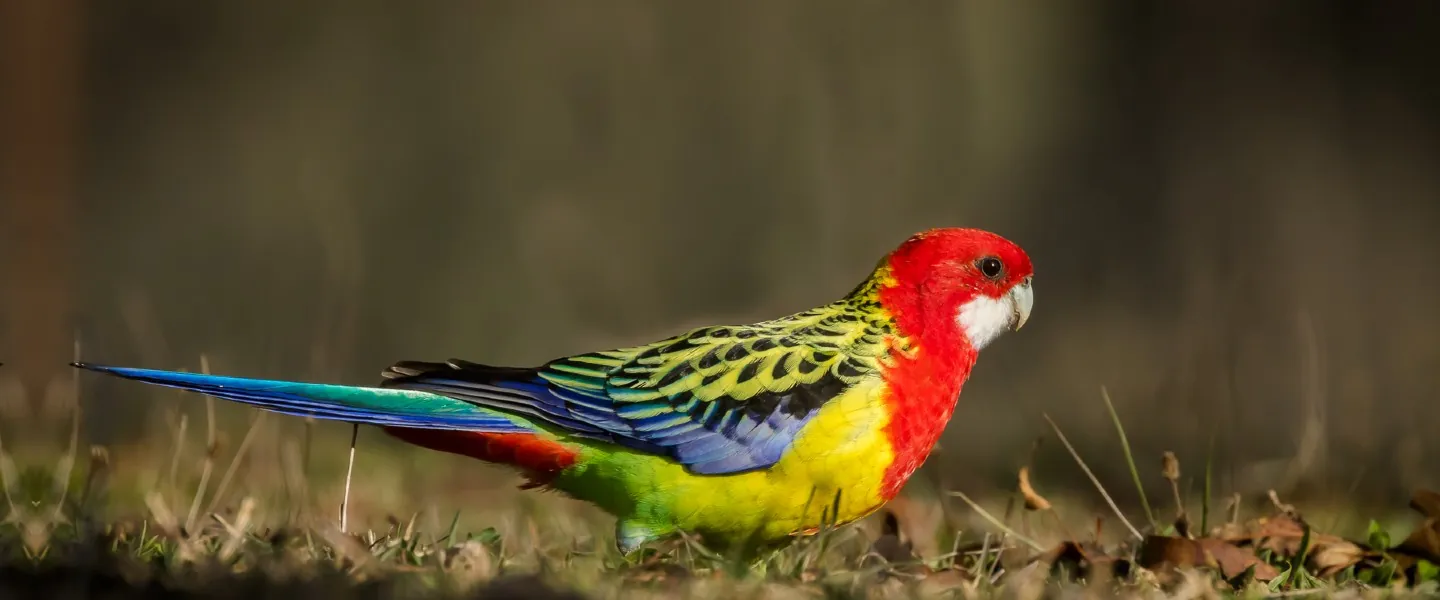 Rosella Bird