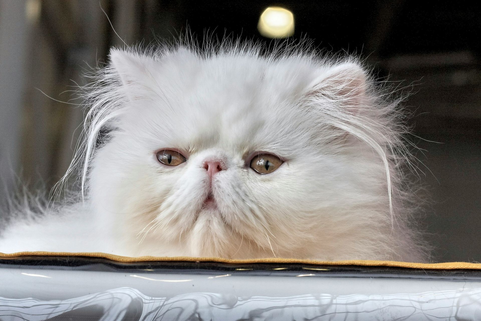 P - Persian Kitten (Punch Face) (Cats & Kittens)Persian Kitten (Punch Face), a Persian Kitten (Punch Face) in Kharar