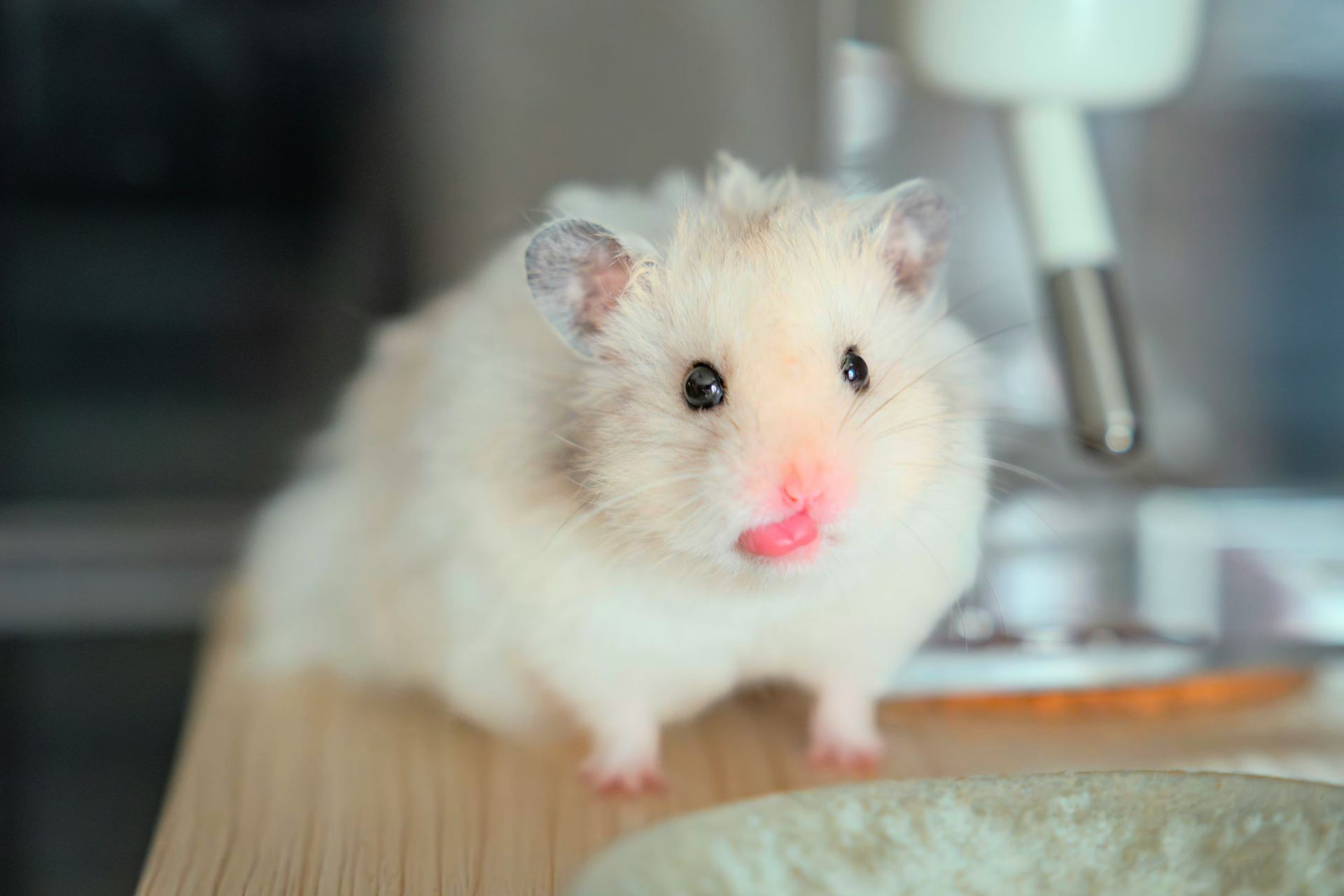 Related healthy Syrian Hamster Babies named Syrian Hamster Babies in Mohali