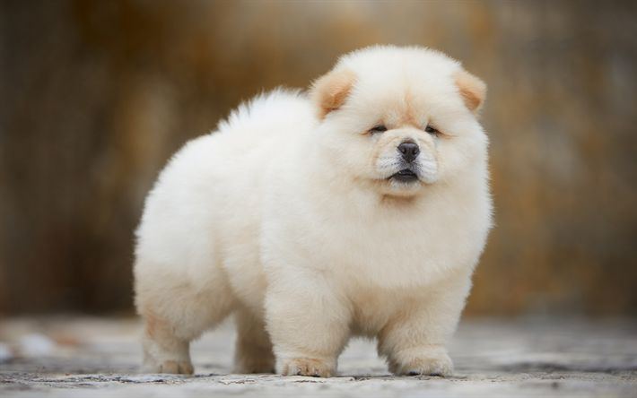 Chow Chow Puppy | White Color in Gangtok