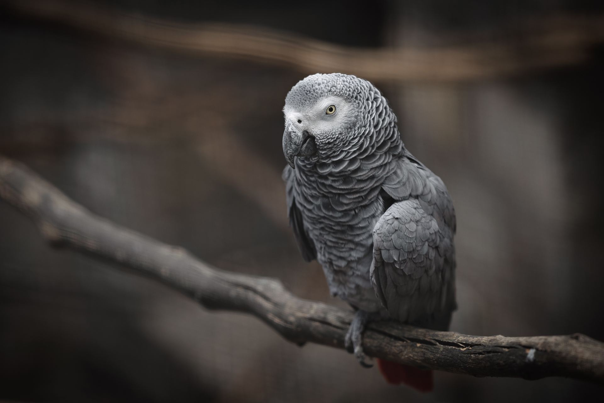 African Grey Parrot in Chandigarh