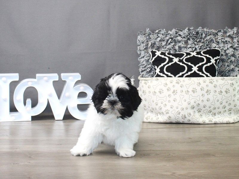Shih Tzu | Black & White Color in Gangtok