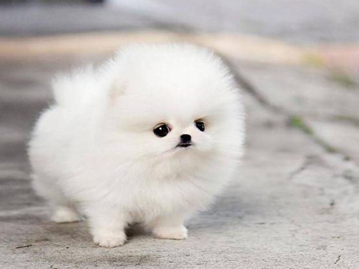 Orignal Toy Pom Puppy | Teacup Pom available in Alluri Sitharama Raju