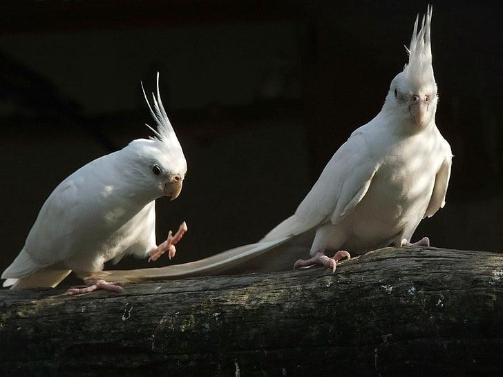 Cockatiel | Albino in Chandigarh