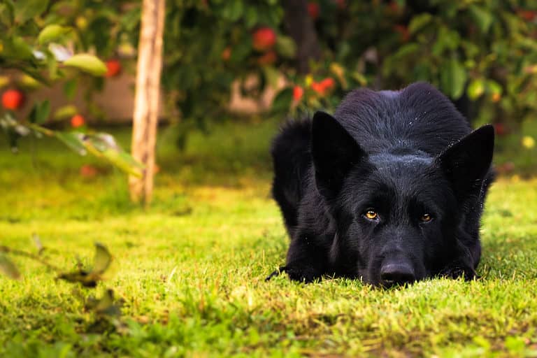 German Shepherd Puppy | Z Black in Gangtok