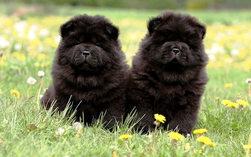 Chow Chow Puppy | Black Color in Gangtok
