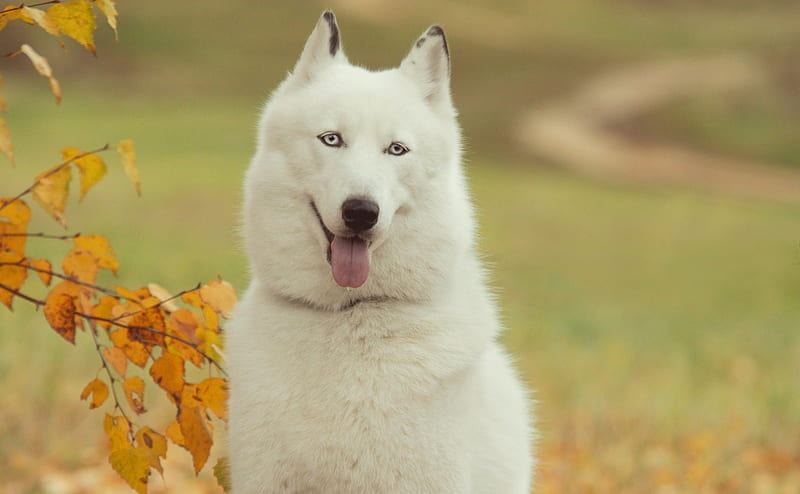 Siberian Husky Puppy | White Color in Gangtok