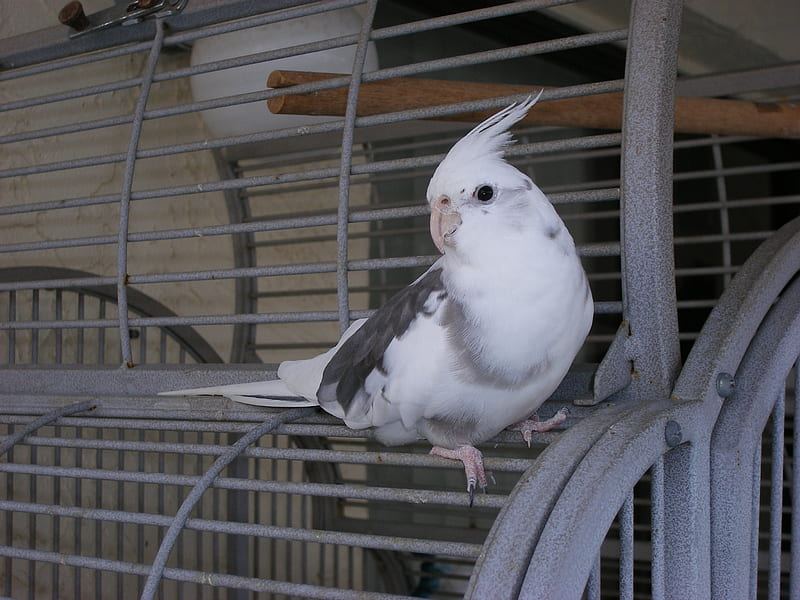 Cockatiel | White Face in Chandigarh