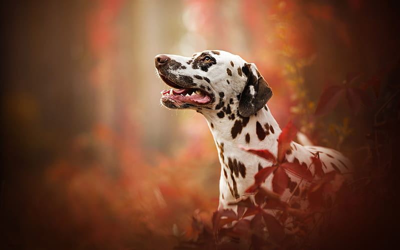 Dalmatian Puppy | Brown Dots puppy in Alluri Sitharama Raju