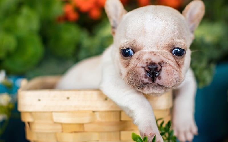 French Bulldog Puppy | White in Gangtok