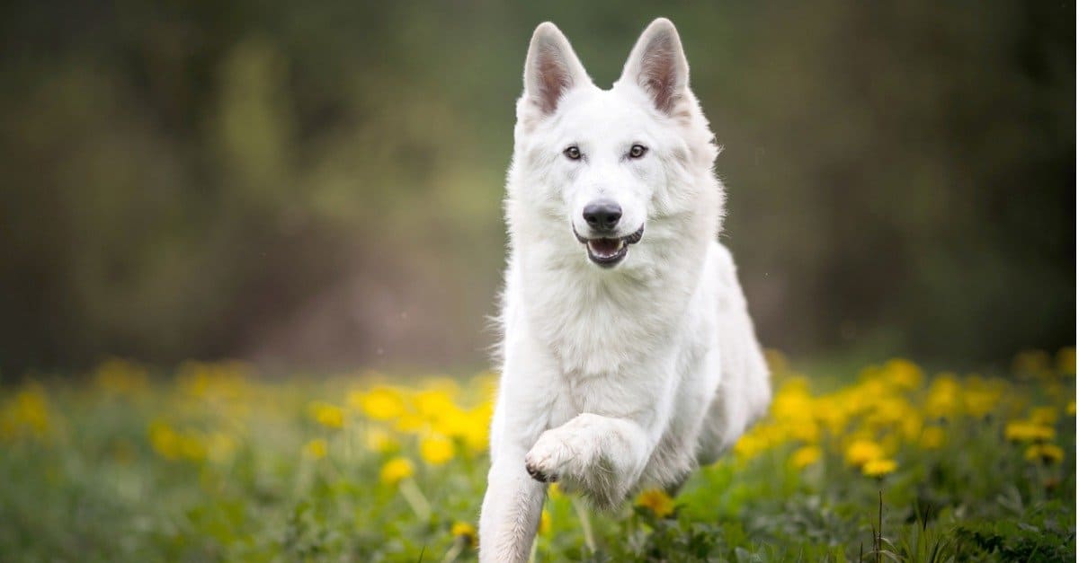German Shepherd Puppy | Pure White in Gangtok