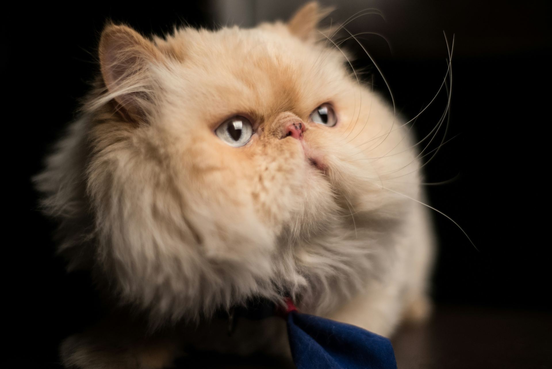 Persian Kitten (Punch Face) in Bagalkote