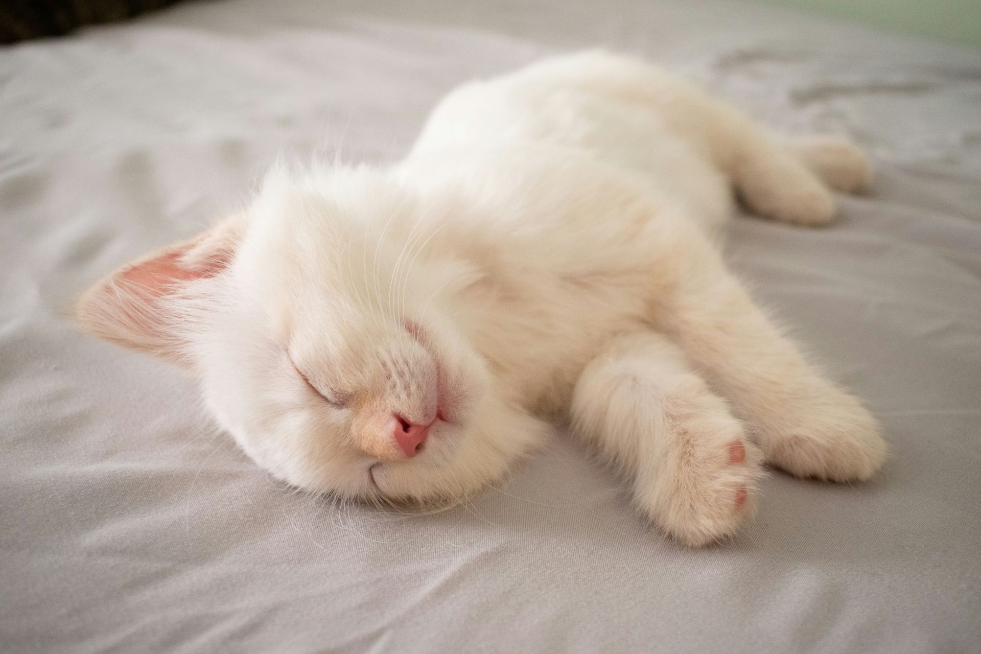 Ragdoll Kittens kitten available in Anakapalli