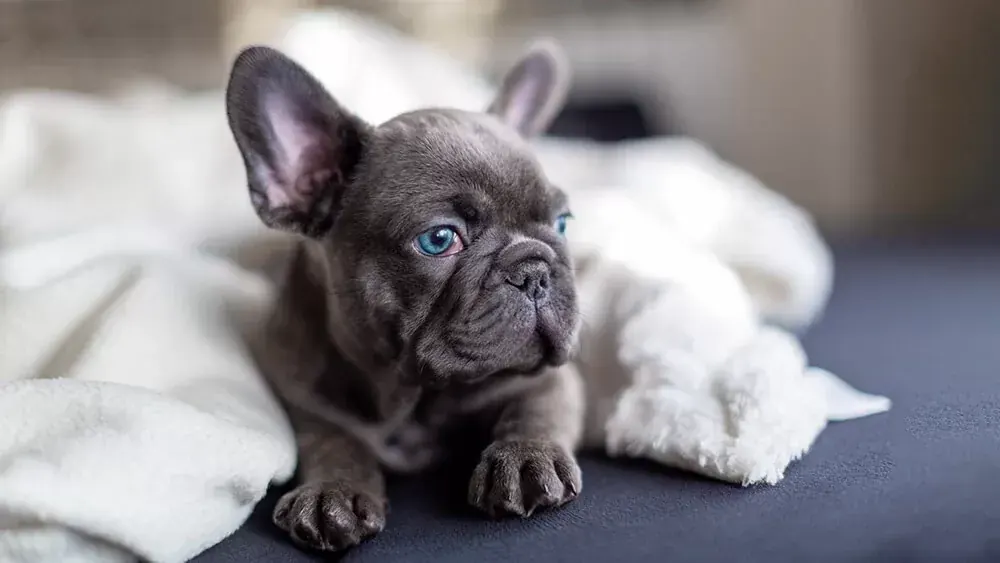 French Bulldog Puppy | Blue in Gangtok