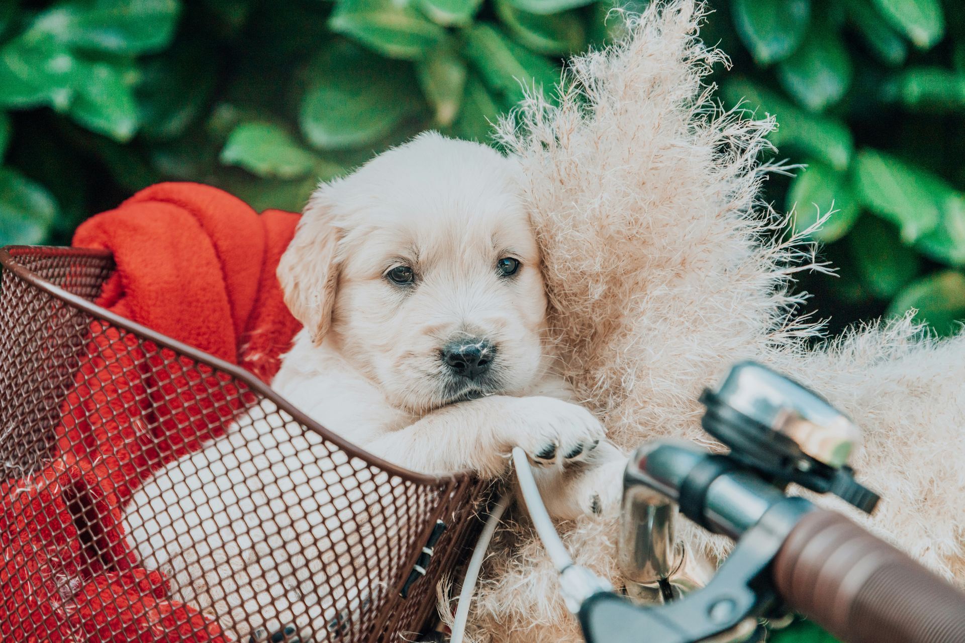 Golden Retriever puppy or kitten in Tapi - Photo 1