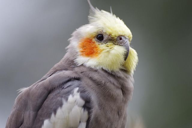 Cockatiel | Grey in Chandigarh
