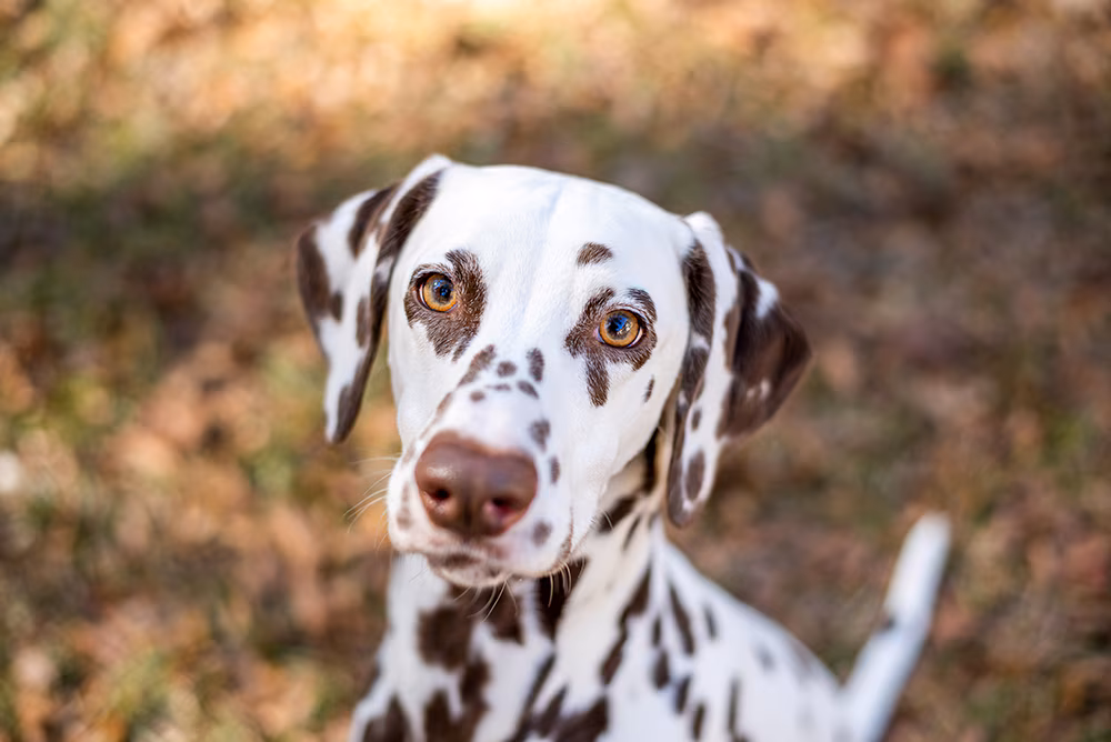 Dalmatian Puppy | Brown Dots in Gangtok