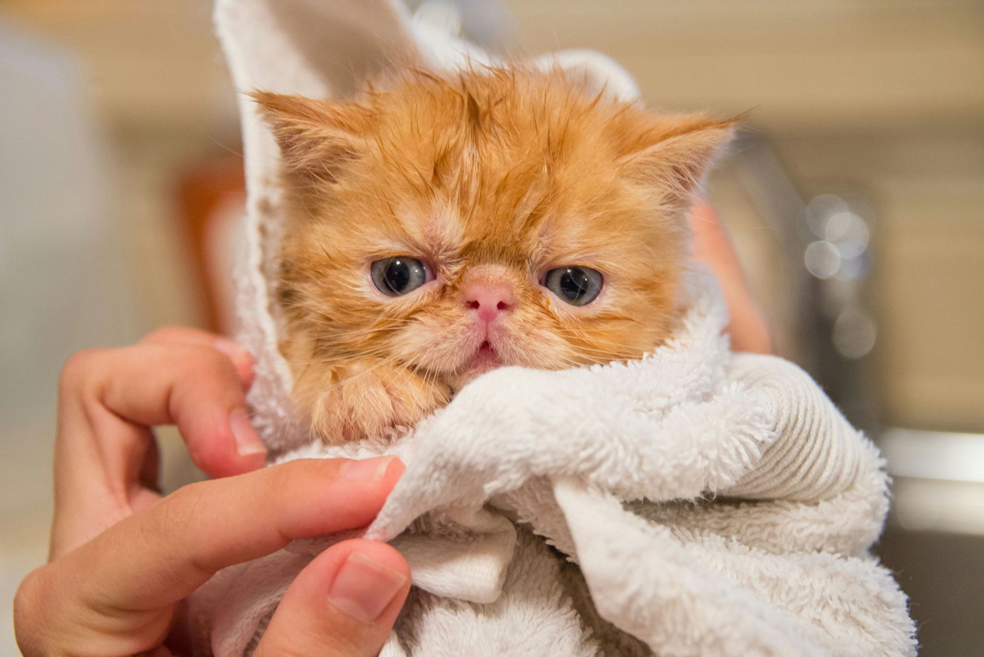 Persian Kitten (Punch Face) cat in Alluri Sitharama Raju
