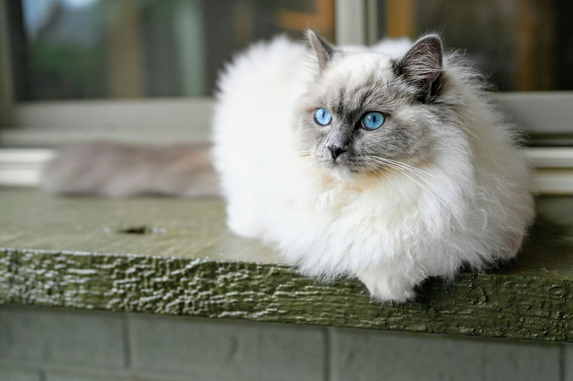 Ragdoll Kittens in Bagalkote