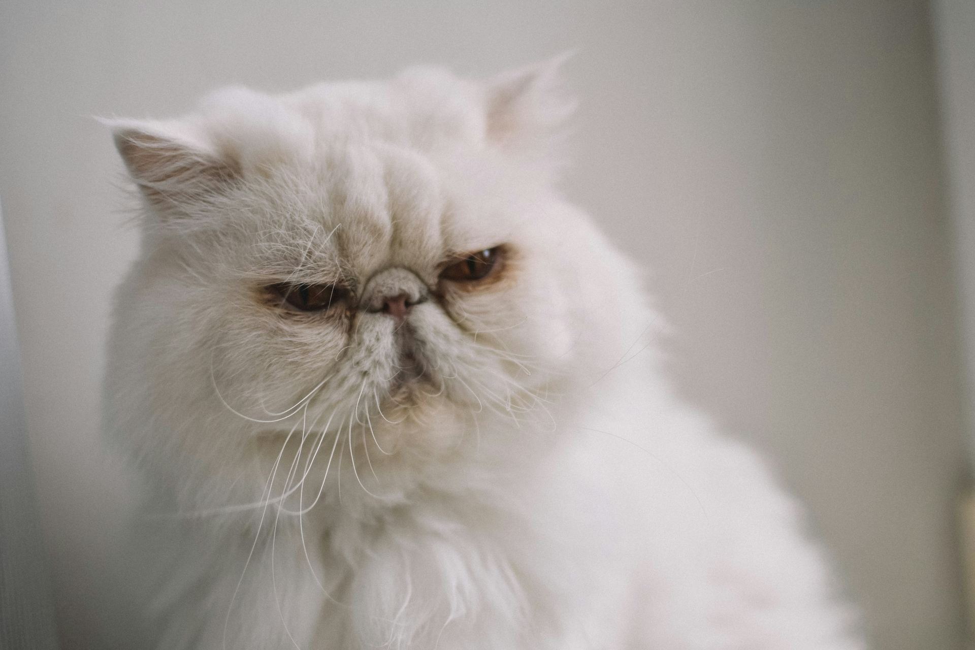 Buy Persian Kitten (Punch Face) in Alluri Sitharama Raju
