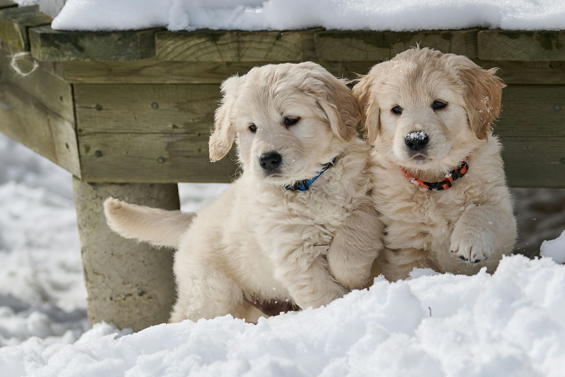 Golden Retriever breeder in Tapi - Photo 3