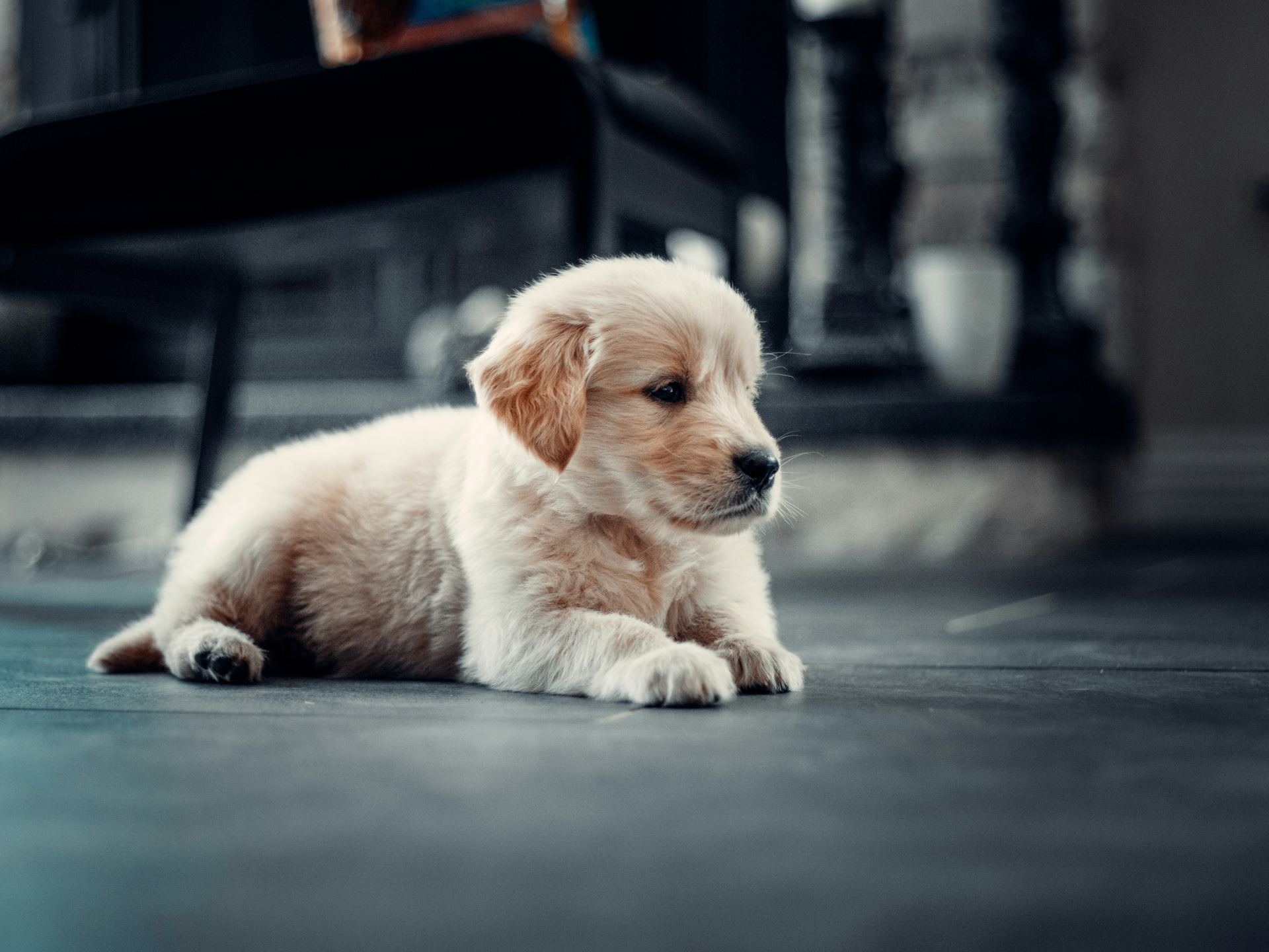 Golden Retriever in Gangtok