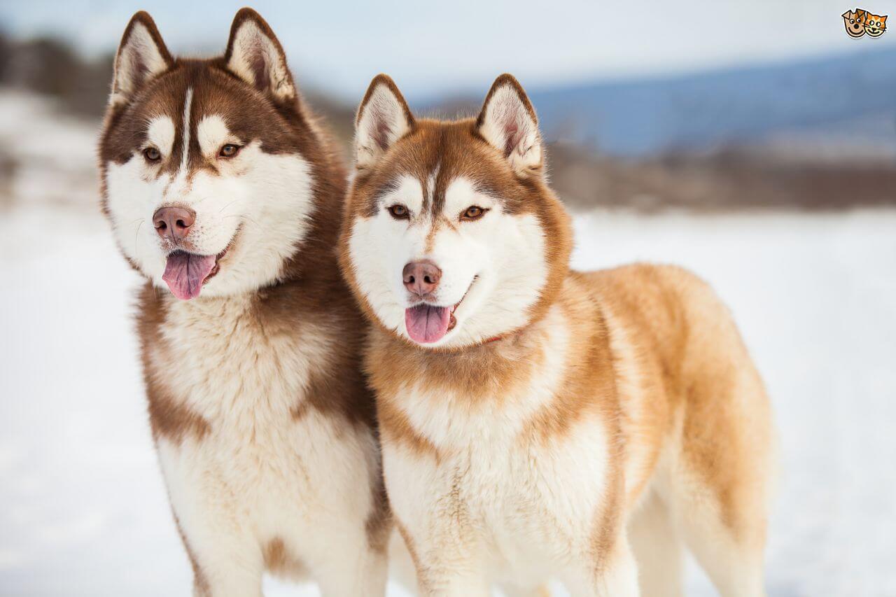 Siberian Husky Puppy | Copper & White Color in Gangtok