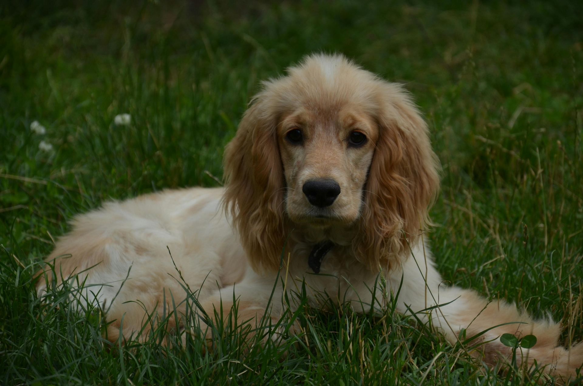 Cocker Spaniel Puppy | Brown Color in Gangtok
