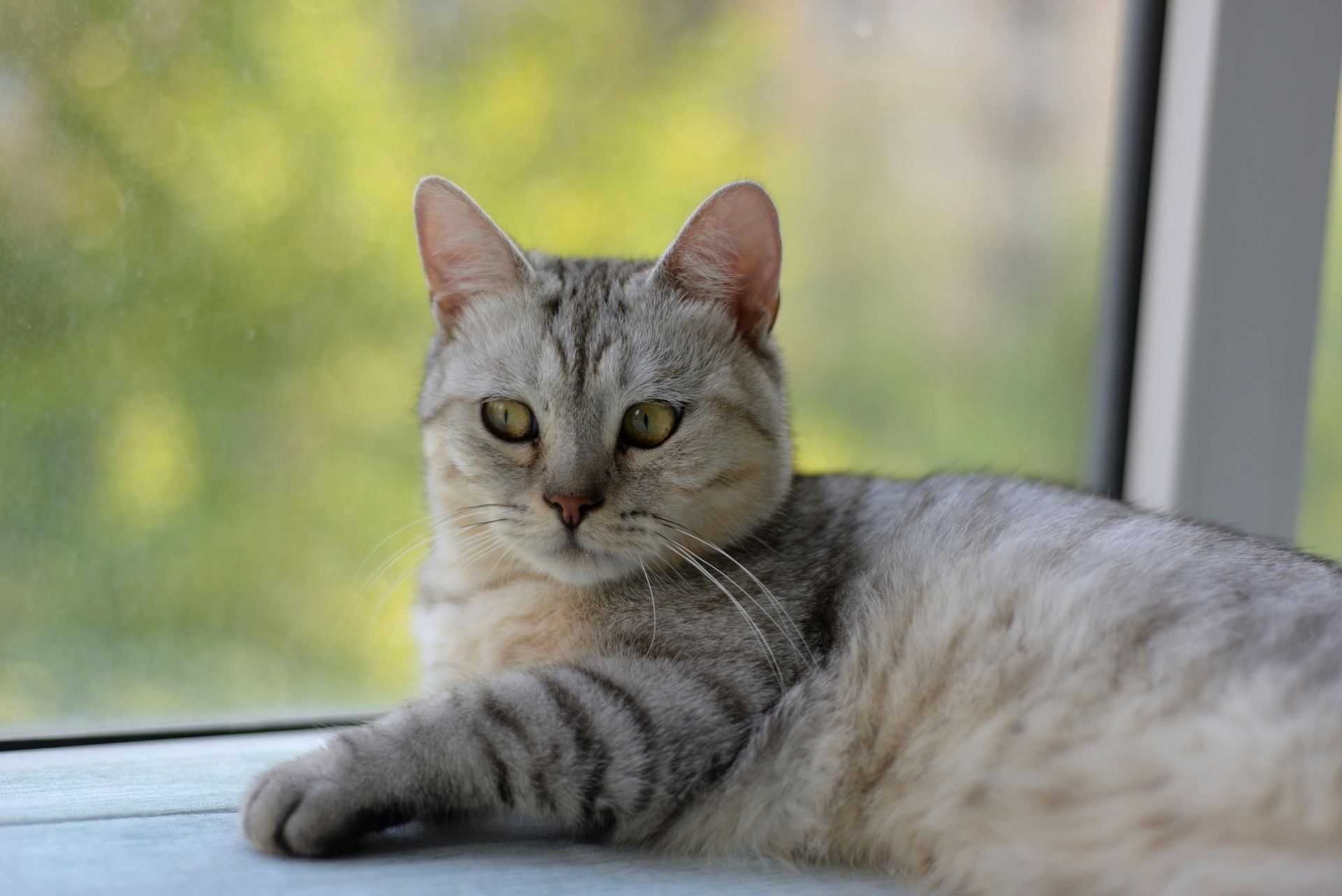 Buy American Short Hair Kitten in Anakapalli